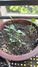 【通用土】营养土养花种菜土壤有机兰花多肉植物盆栽种植椰砖土 5kg 1袋 实拍图