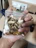 南京同仁堂西洋参黄芪菊花枸杞决明子金银花陈皮养肝护肝熬夜茶包养生茶叶包 实拍图