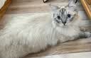 卫仕（NOURSE）猫多维魔方富含猫咪日常所需复合维生素皮肤毛发科学营养补充剂 基础款猫多维200片*3瓶 实拍图