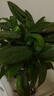 年宵花【热销款】白掌一帆风顺盆栽水培植物绿植过年装饰摆件年货 特级白掌带花+繁星自吸盆 实拍图