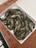 海速达鲜活急冻黑虎虾 净重500g23-25只 新鲜速冻老虎虾海鲜水产 实拍图