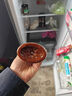 海天 蒜蓉酱 蒜泥酱 0添加防腐剂 鲜蒜蓉200g 火锅蘸料 调味凉拌 实拍图