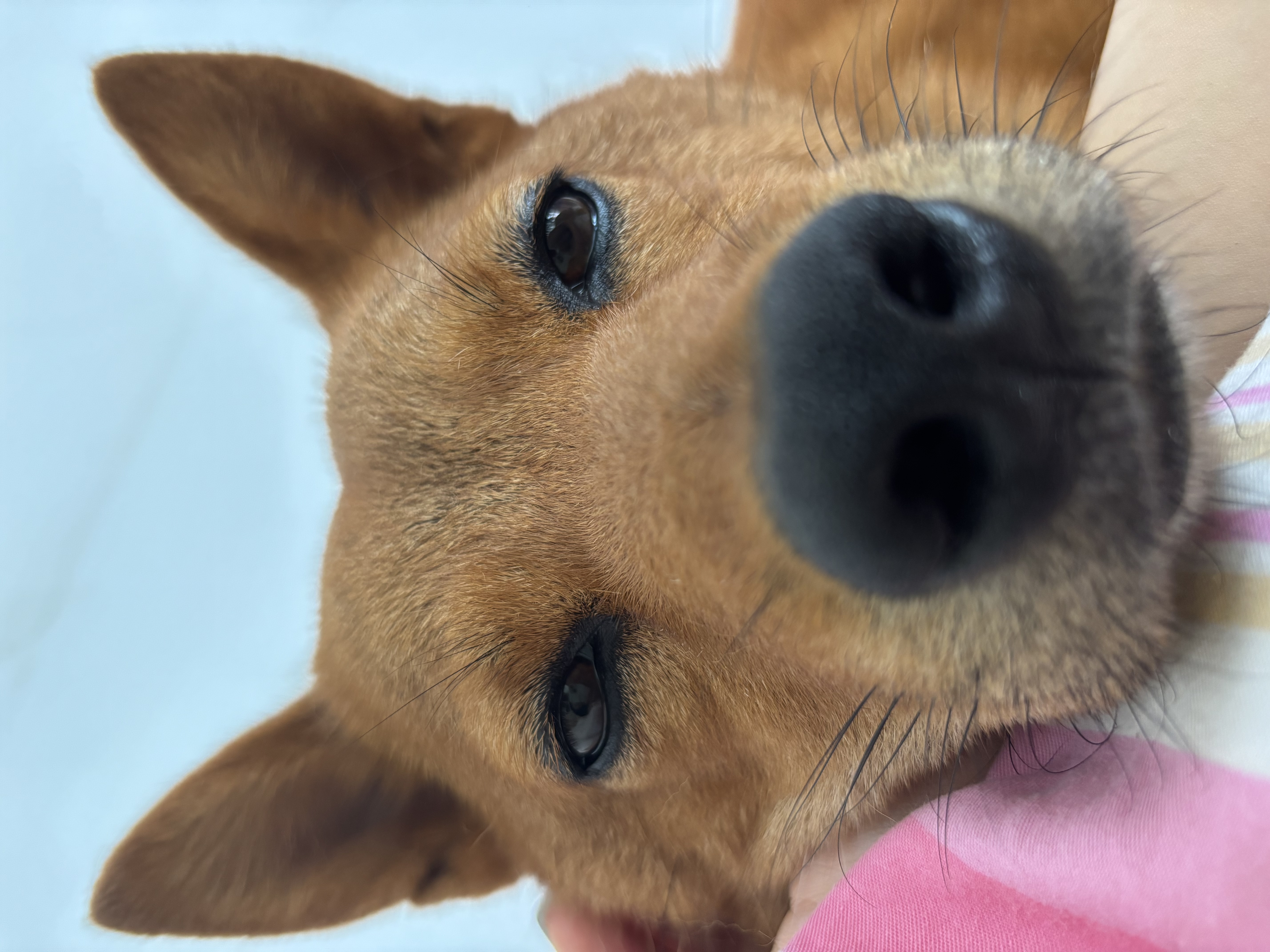 皇家狗粮 中型犬成犬全价粮  金毛边牧柴犬通用粮狗狗主粮1岁以上 M25 【12月以上】M25 中型成犬 15kg 实拍图