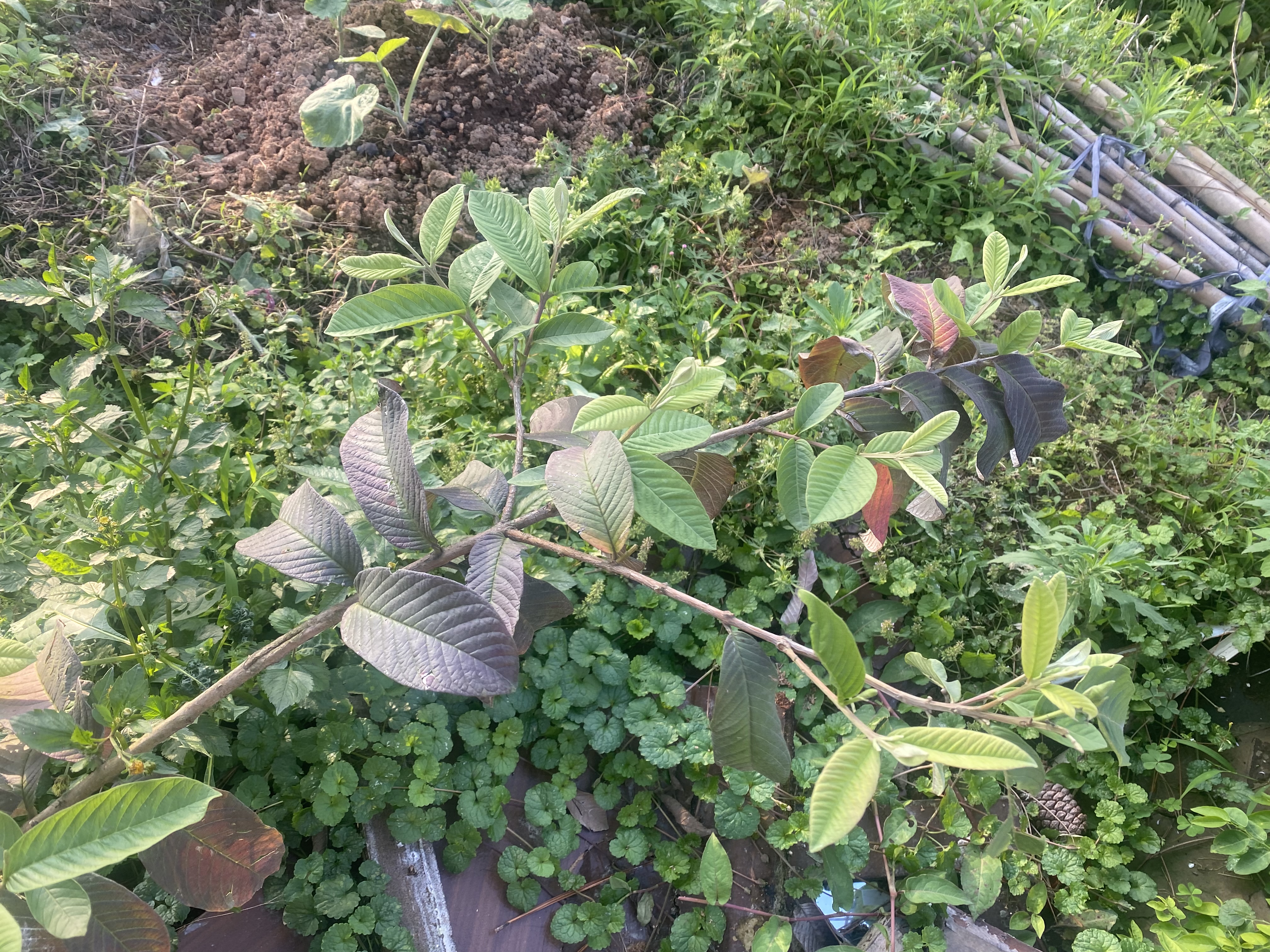 贝拉米（Bellamy's）经典2.0版3段幼儿有机奶粉800g*6罐 1~3岁 8HMO 澳洲原装进口 实拍图