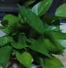 京东绿植绿萝盆栽除甲醛花卉绿植办公室新房净化空气180加仑4盆装源头直发 实拍图