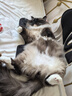 藻趣儿 猫粮 藻趣儿通用成猫粮 【推荐】三文鱼通用成猫粮 10kg 实拍图