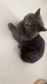 冠能猫粮成猫猫粮三文鱼味2.5kg 全价猫粮 稳固免疫 适口性强 实拍图