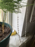 文竹盆栽绿植花卉盆景植物室内客厅水培文松云竹文竹大苗四季常青 小文竹【1颗】原盆原土球发货 高度15-25cm 实拍图