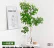 临雅马醉木水培植物鲜切枝条盆栽活树室内小绿植日本吊钟树苗客厅水培 60cm-70cm+50-60cm一枝+吊牌 实拍图