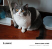 松下（Panasonic）Lumix G100D M43画幅相机 M43卡口 微单相机 无反数码相机 G100D单机+【25mmF1.7】单镜头定焦 实拍图