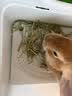 25年兔草苜蓿草干草兔子粮食龙猫荷兰猪豚鼠饲料高纤维兔粮 提摩西草1斤500g(净重) 实拍图