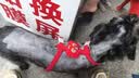 京东京造洗鞋袋洗衣机专用 防变形不伤鞋刷鞋袋 洗鞋神器运动鞋清洗袋 实拍图