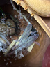 龙王恨鱼饵蓝鲫X5青春版腥香饵江河黑坑野钓鲫鲤草鳊鱼通杀综合钓鱼饵料 蓝鲫青春版-六蟲腥香(共1500g/5包) 实拍图