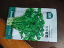 北蔬 香菜种子苗大叶芫荽耐热四季蔬菜籽 大叶香菜籽种子20g约2000粒 实拍图