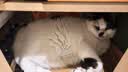 LEGENDSANDY蓝氏全价猫粮成猫幼猫生骨肉冻干粮 猎鸟乳鸽500g 实拍图