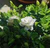 花翁栀子花盆栽四季开花卉大全树苗室内绿植好养易活茉莉花源头直发 实拍图