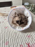 阿飞和巴弟P80全价宠物食品猫用主粮美毛猫粮虹鳟鱼配方 2kg*3袋 实拍图