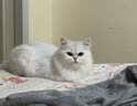 宝诺滋猫粮全价无谷鲜肉夹心泡芙猫粮乳鸽兔肉鳕鱼成猫幼猫专用猫粮 【限量抢购】混合口味试吃装30g*6袋 实拍图
