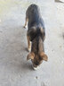 麦富迪狗粮 藻趣儿狗粮成犬粮牛肉螺旋藻 均衡营养2.5kg 实拍图