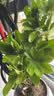叹为观止大型植物发财树各种大颗盆栽开业乔迁客厅办公室内好养大型花卉 造型鸭脚木【1.5-1.7米】 含盆 实拍图