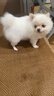 HEARTGARD犬心保狗狗进口驱虫药小型犬驱蛔虫钩虫预防心丝虫体验装 实拍图