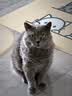 佩玛思特PetMaster深海鱼系列猫粮成猫去毛球猫粮2kg 实拍图