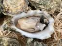 吉娜朵鲜活法国进口活体生蚝12只N0/N1/N4 生鲜牡蛎 即食刺身 源头直发 12N4 实拍图