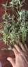 水培植物富贵竹天堂鸟白掌鸭脚木室内米竹子绿植花卉办公桌面好养 10颗米竹35-45cm+营养液【不含盆】 无规格 实拍图