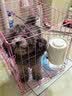 麦富迪狗粮 乖宝乐狗粮幼犬通用均衡营养（牛肉蛋黄）10kg/20斤 实拍图