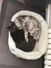 LEGENDSANDY蓝氏猫零食全价主食猫条鲜肉猫湿粮罐头混合味16g*84支 实拍图