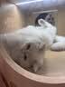 诚实一口P40全价猫粮 成猫幼猫高鲜肉长肉美毛养胃鸡鱼+乳鸽口味1.5kg*2包 实拍图