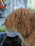 喔喔（WOWO）猫粮成猫幼猫通用三文鱼鳀鱼油美毛冻干酥化粮猫粮 【推荐】三文鱼冻干+鱼油酥化粮1.5kg 实拍图