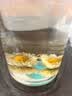 艺福堂胎菊花茶50g 新花无硫熏杭白菊 特养生凉茶级可搭配玫瑰花枸杞 实拍图