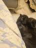 梵都宠舍猫抓板猫窝一体超大号三层升级款猫屋猫别墅 实拍图