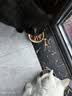 麦富迪猫罐头 红肉猫罐头猫咪零食成幼猫补水亮毛吞拿鱼鲭鱼170g*24罐 实拍图