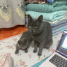 pidan混合豆腐猫砂 除臭结团经典款豆腐膨润土皮蛋猫砂2.4kg*8包 实拍图