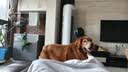 伯纳天纯生鲜系列全价通用犬粮深海御鲜鱼肉味10kg/20斤 实拍图