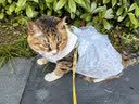 麦富迪猫粮 barf霸弗天然猫粮冻干生骨肉高蛋白成猫粮养胃增肌牛肉5.4kg 实拍图