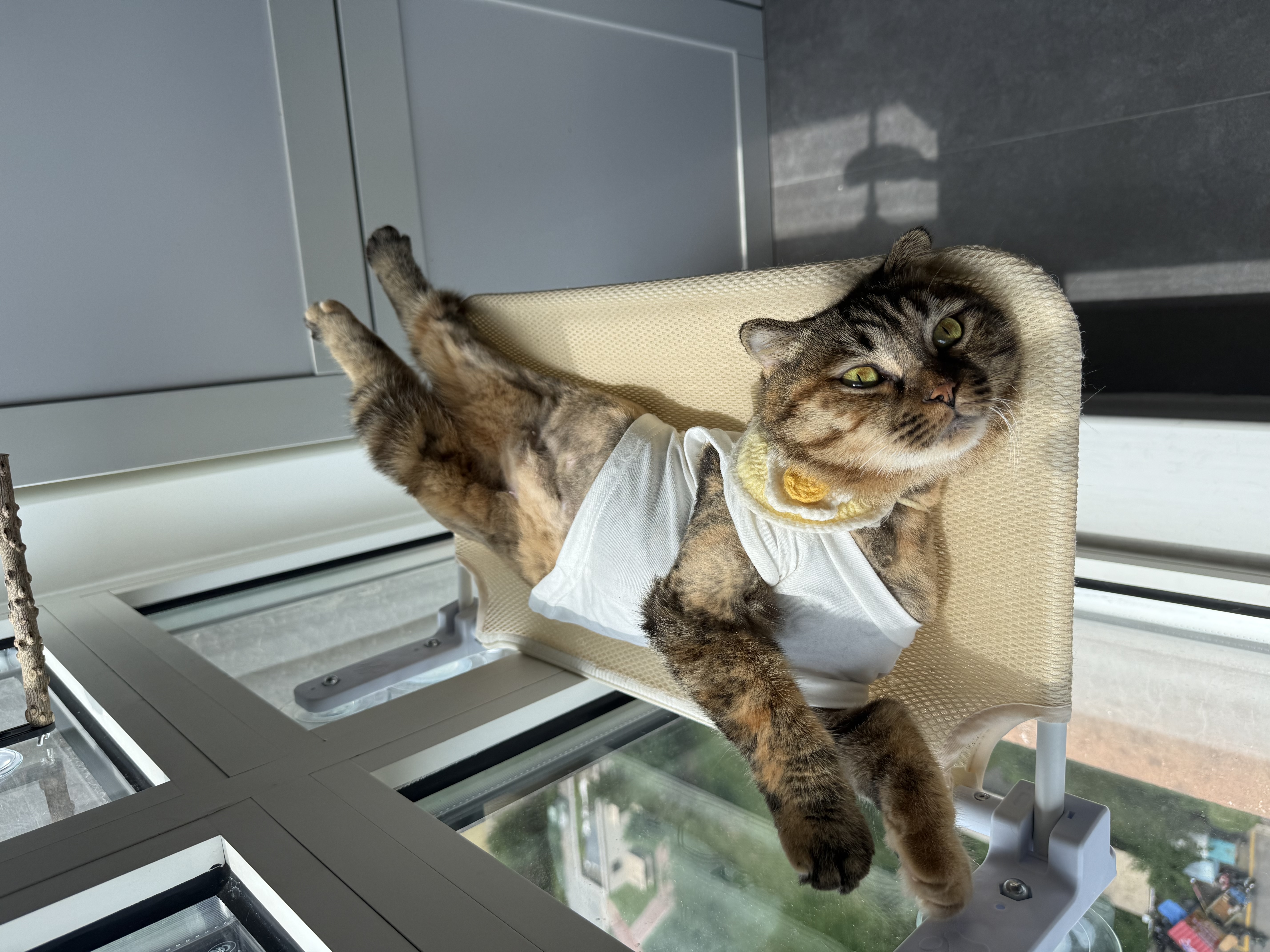 比瑞吉 猫粮优选系列身材管理不掉毛主食粮鸡肉冻干8kg成猫粮 实拍图