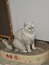 【京东快递】猫抓板猫窝一体防虫耐抓不掉屑加厚大号瓦楞纸 浅黄色 椭圆65*45*9cm 实拍图