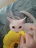 欢宠网伊丽莎白圈猫宠物狗猫咪狗狗绝育项圈软头套脖套防舔防咬脖圈耻辱 实拍图