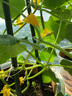 田田绿阳台种菜架子爬藤架花支架楼顶花爬架植物花架番茄豆角架黄瓜架 5根直径16mm 长75cm 实拍图