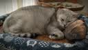 洁珊猫砂膨润土猫砂9L*3包 猫厕所猫砂盆猫沙猫咪用品 9L*3包 实拍图