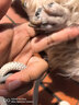 金宠仕宠物剃毛器二合一狗狗电推剪理毛推子剃毛刀猫咪剃脚毛器脚毛修剪 实拍图
