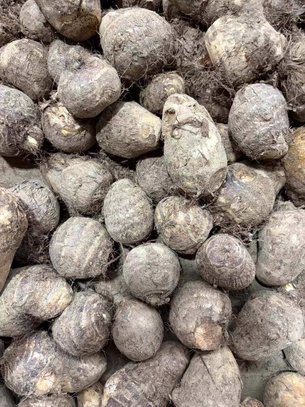 京鲜生山东牛奶小芋头 净重4.5斤中果25g+ 源头直发 蔬菜辅食 自营包邮 实拍图