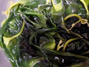 赶海弟 盐渍海带苗250g 火锅食材配菜 新鲜头茬嫩苗海带芽丝 南北干货 实拍图