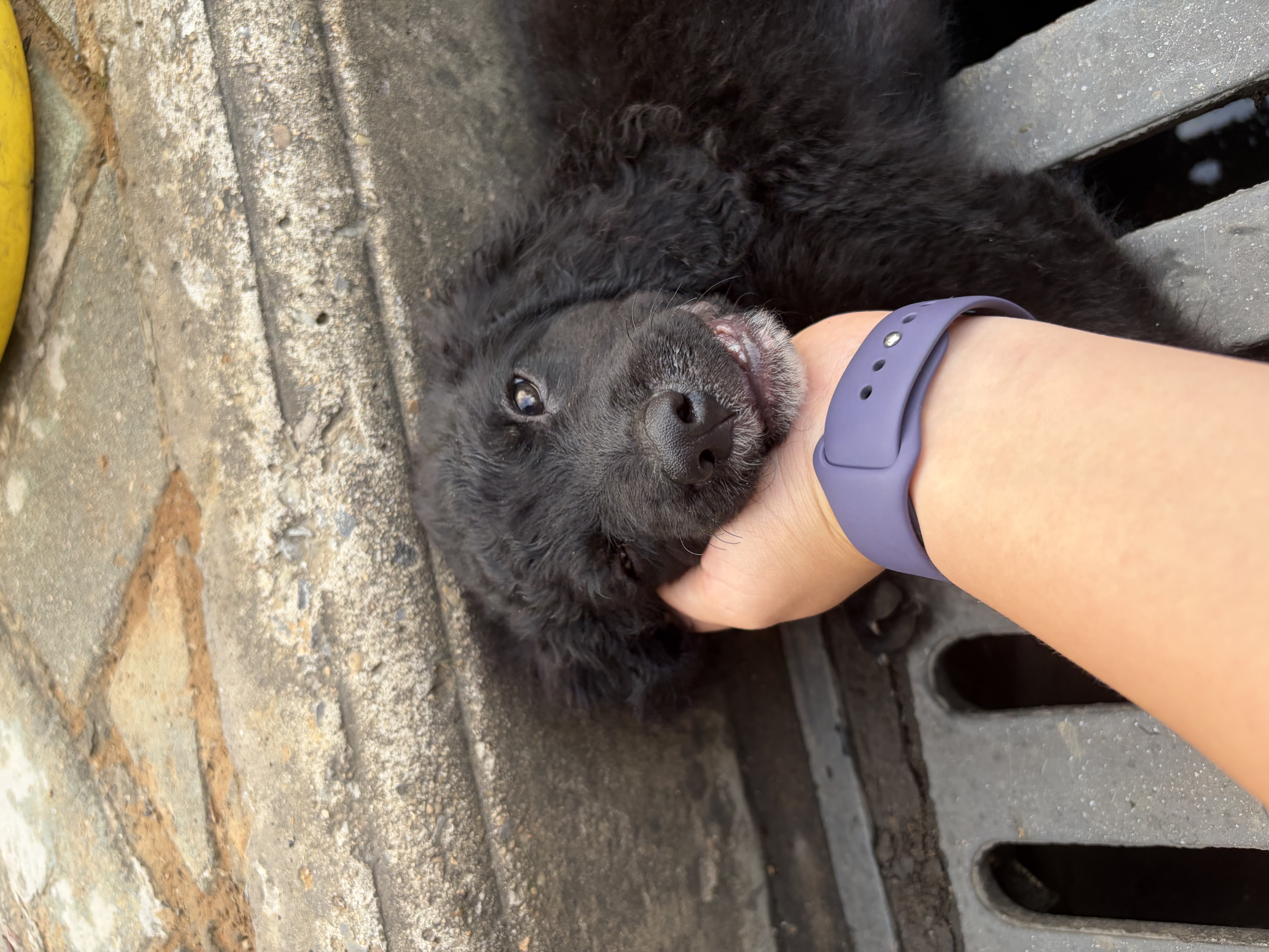宠莱克犬瘟热病毒胶体金检测试纸条 1条/盒 犬瘟CDV试纸检测卡医院同款自测检查卡 实拍图