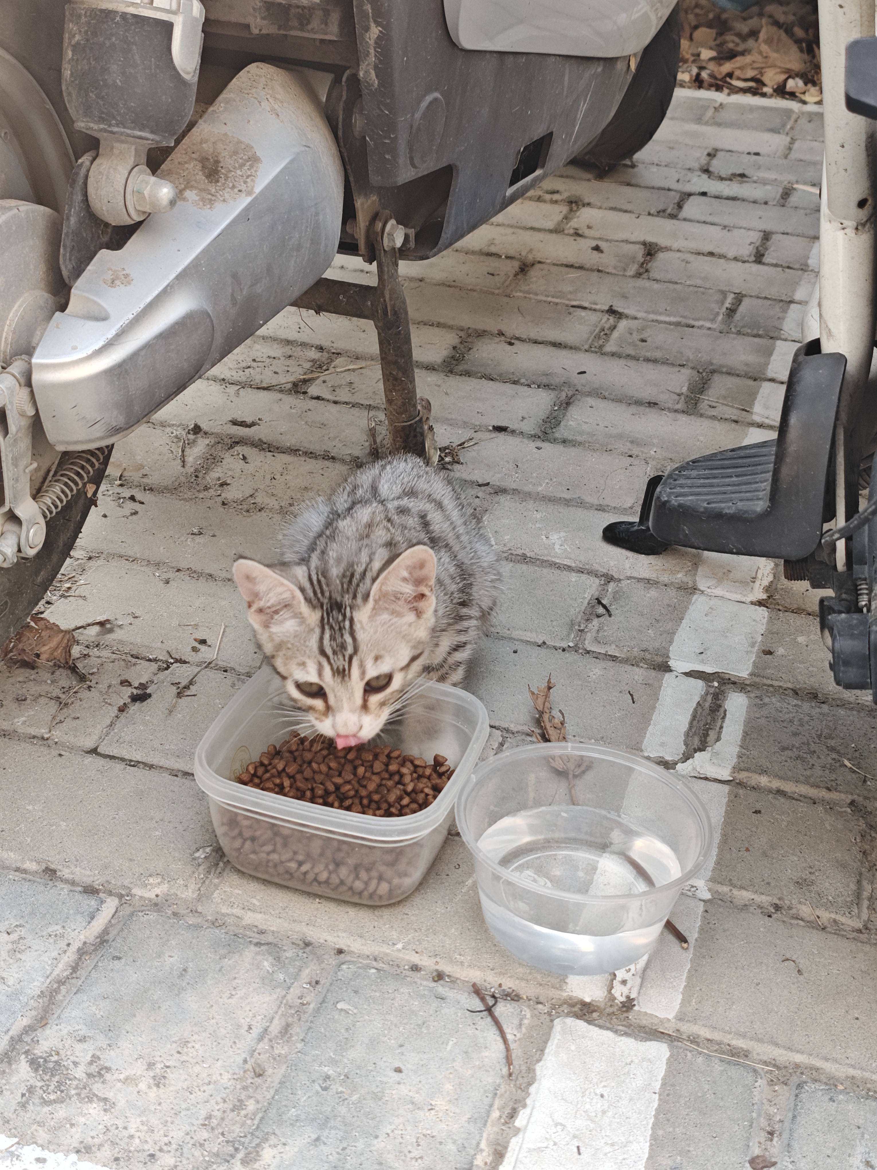 亿迪 猫粮幼猫1-4月12月全价奶糕蓝猫英短美短小猫专用离乳期3斤 实拍图