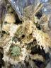 南京同仁堂贡菊花茶正宗黄山产贡菊白菊花茶可搭金银花玫瑰花泡水喝的养生茶 实拍图