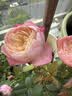 全棉时代一次性内裤女纯棉不掉絮出差旅行便携装L码5条 实拍图